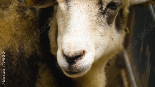 Close up of a Jacob sheep head with a funny hair cut looking around on a sunny autumn day