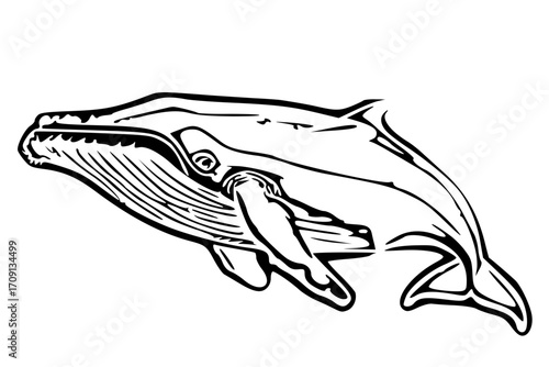 Black and white line drawing of a humpback whale in profile view.