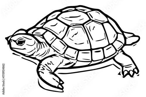 A detailed line drawing of a turtle, showcasing its shell and limbs.