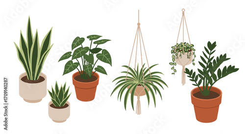 Modern indoor plants collection: stylish potted and hanging greenery for home decor