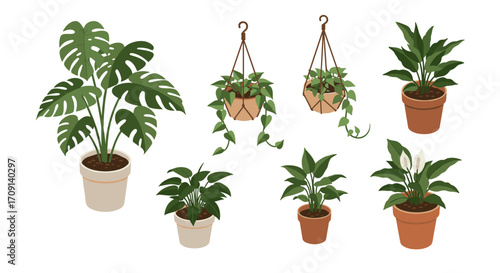 Indoor plant collection: potted and hanging decor