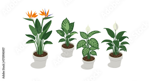Collection of potted indoor plants: peace lily, calathea, bird of paradise