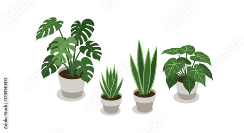 Isometric potted plants collection: monstera, snake plant, philodendron in minimalist style