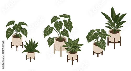 Isometric indoor houseplants in decorative pots on white background