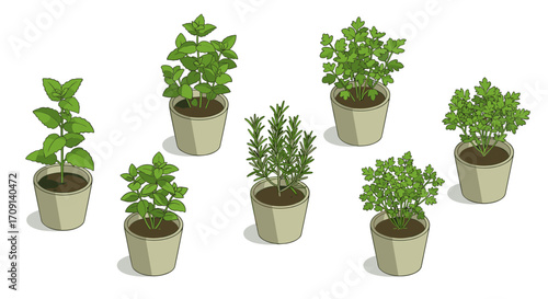 Herb planter collection: aromatic greenery in pots with basil, mint, and parsley