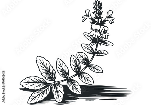 Black and white drawing of flowering plant stem with leaves and shadow. Vector hand drawn illustration