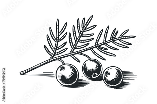 Branch with Three Berries and Pine Needles. Vector hand drawn illustration