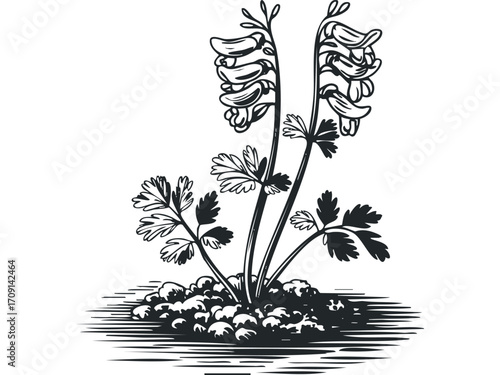 Line art flower with detailed leaves and buds on transparent background. Vector hand drawn illustration