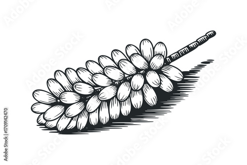 Black and white line drawing of a seed head on a transparent background. Vector hand drawn illustration