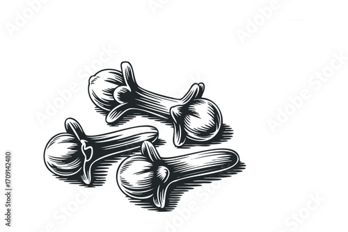 Engraved illustration of three whole cloves isolated on white. Vector hand drawn illustration