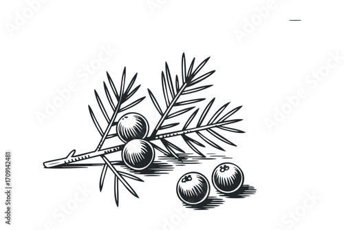 Black and white drawing of juniper berries on a branch with leaves. Vector hand drawn illustration