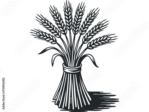 Sheaf of wheat ears tied with ribbon isolated on transparent background. Vector hand drawn illustration