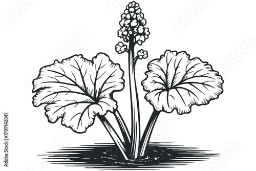Line drawing of a flowering plant with large leaves on transparent background. Vector hand drawn illustration