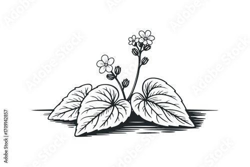 Line art of a flowering plant with large leaves on a transparent background. Vector hand drawn illustration