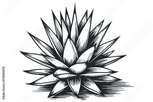 Agave plant illustration on transparent background. Vector hand drawn illustration