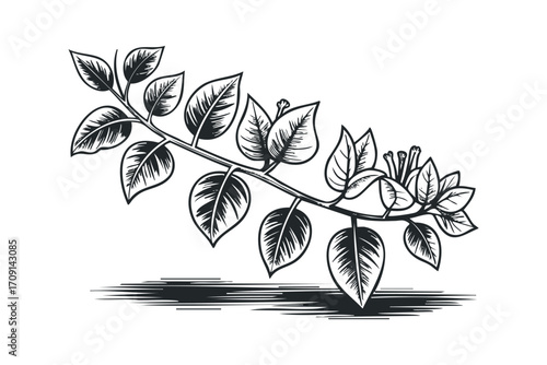 Hand drawn botanical branch with leaves on transparent background. Vector hand drawn illustration