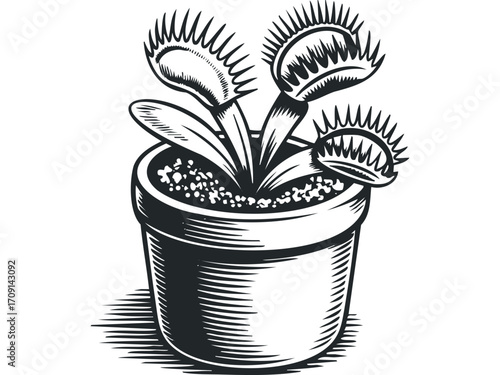 Carnivorous Venus Flytrap Plant in Pot Graphic. Vector hand drawn illustration