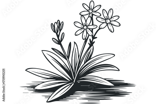 Botanical drawing of flowering plant with distinct leaves and petals on transparent background. Vector hand drawn illustration