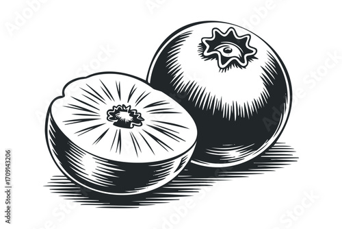 Woodcut style graphic of a whole blueberry and a halved blueberry on a transparent background. Vector hand drawn illustration