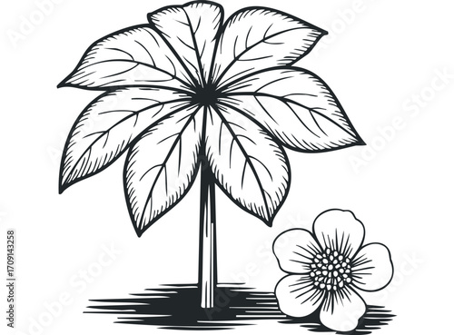 Stylized tropical plant with a separate open bloom. Vector hand drawn illustration