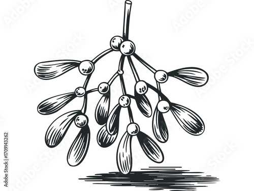 Line art mistletoe branch with berries on transparent background. Vector hand drawn illustration