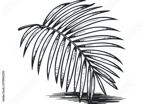 Stylized palm frond sketch on transparent background. Vector hand drawn illustration