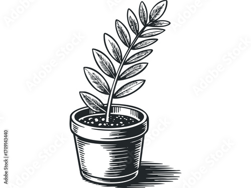 Potted plant with leaves on transparent background. Vector hand drawn illustration