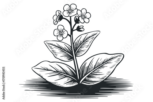 Black and white drawing of a flowering plant with leaves and shadow effect. Vector hand drawn illustration