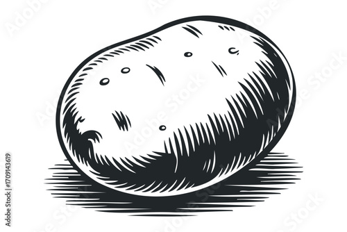 Engraved Style Potato on Transparent Background. Vector hand drawn illustration