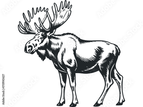 Majestic moose with large antlers standing on transparent background. Vector hand drawn illustration