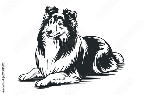 Collie Dog Lying Down, Realistic Black and White Sketch, Transparent. Vector hand drawn illustration