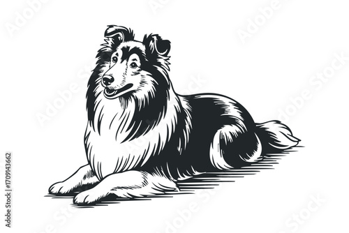 Line Art Collie Dog Portrait on Transparent Background. Vector hand drawn illustration