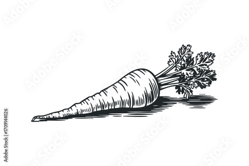 Pristine of a root vegetable with leafy greens. Vector hand drawn illustration