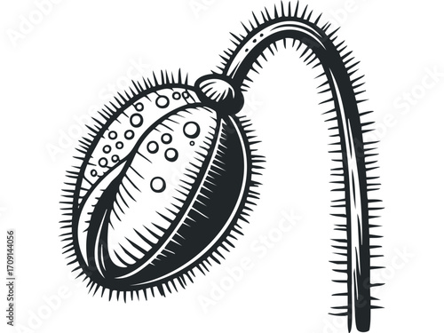 Pungent Poppy Bud With Spiked Stem Graphic. Vector hand drawn illustration