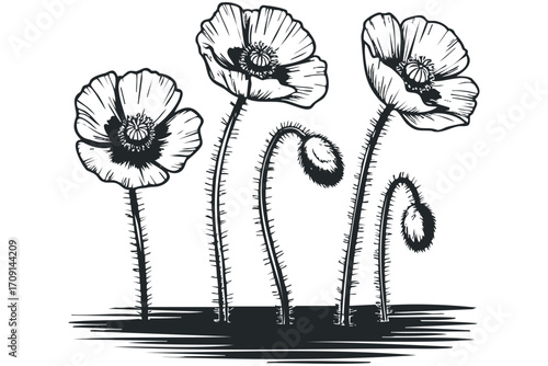 Black ink poppy flowers with buds on transparent background. Vector hand drawn illustration