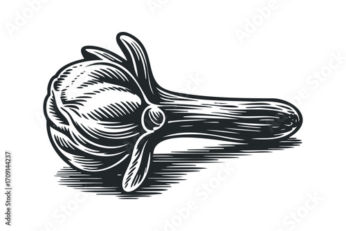 Whole clove spice bud with stem on a white background. Vector hand drawn illustration
