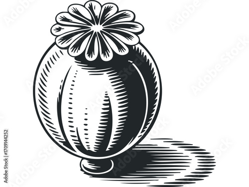 Poppy seed head engraving on transparent background. Vector hand drawn illustration