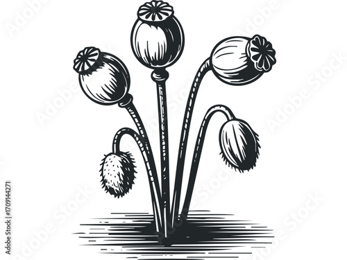 Vintage poppy seed pods in a scratchboard style on transparent. Vector hand drawn illustration