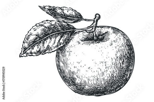 Hand Drawn Apple Fruit with Leaves on Transparent Background. Vector hand drawn illustration