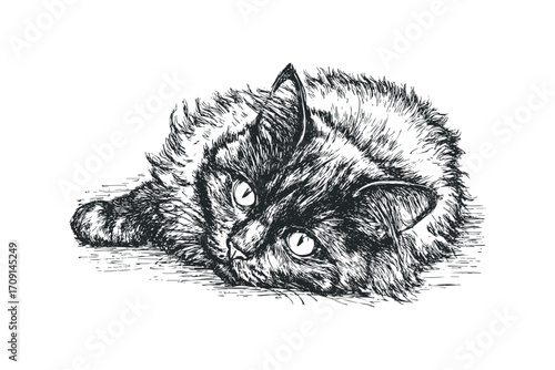 Pencil sketch of a fluffy cat lying on its side, on transparent background. Vector hand drawn illustration