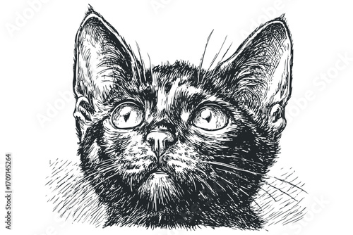Sketch of a Domestic Cat Face with Expressive Eyes on Transparent Background. Vector hand drawn illustration