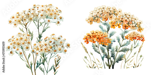 yarrow flower watercolor vector illustration