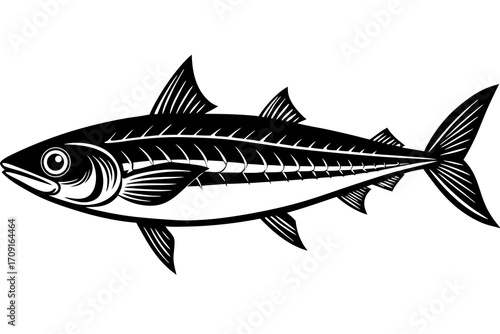 fish on a white background
