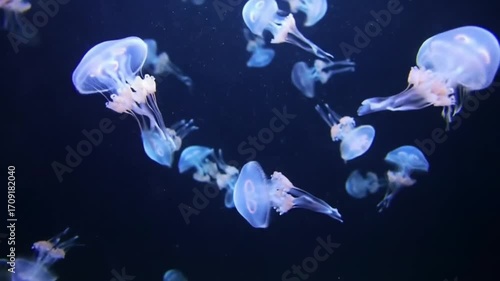 Glowing Jellyfish Dance