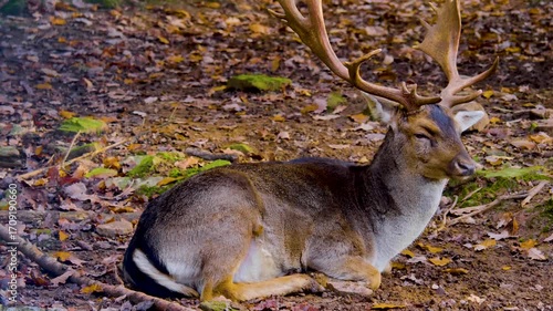Close up of a dam deer buck sitting down on the forest ground on a sunny autumn day