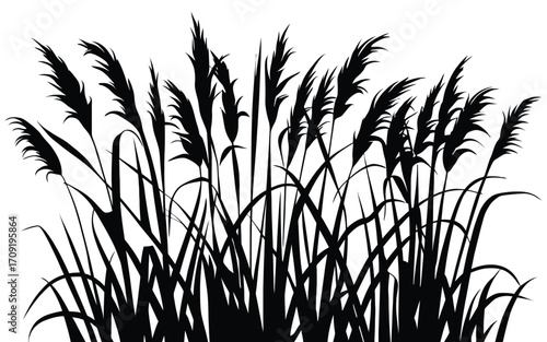 Black silhouette of tall, natural grass or reeds illustration. Vector border element featuring elegant botanical flora for design projects and decorative backgrounds
