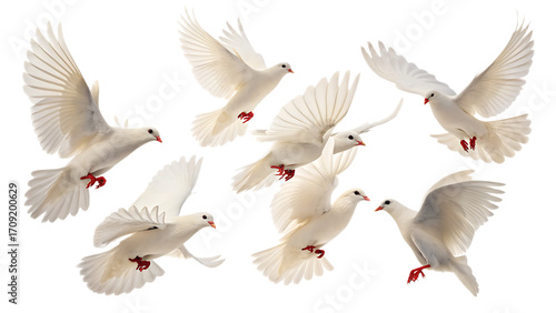 A flock of white doves gracefully soaring through the air against a dark background in a peaceful scene