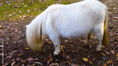 Close up ofa white Shetland pony grazing ona meadow ona cloudy day in autumn
