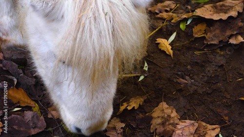 Close up ofa white Shetland pony grazing ona meadow ona cloudy day in autumn