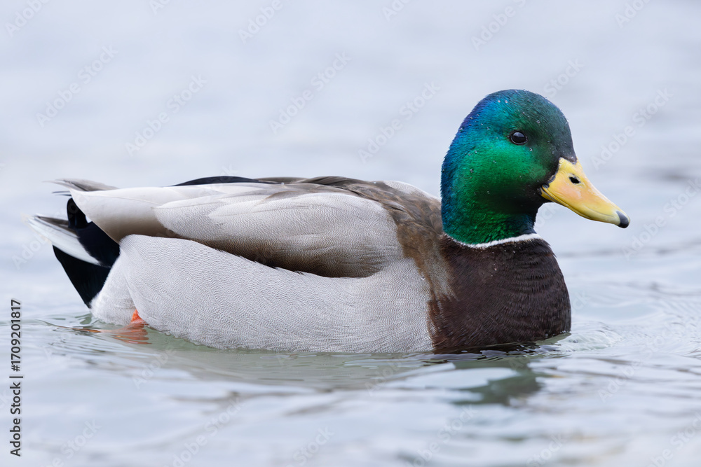 Fototapeta premium Close up of beautiful colorful male mallard drake duck Anas platyrhynchos with vibrant iridescent green head and striking plumage